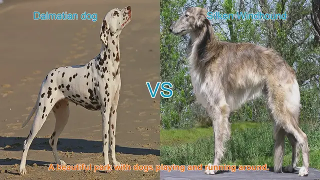 Video thumbnail for Dalmatian vs. Silken Windhound: A Comprehensive Breed Comparison