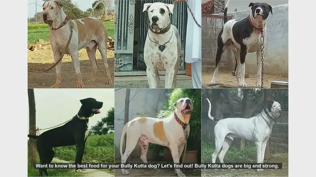 Video thumbnail for Best Food for Your Bully Kutta Dog: A Complete Guide