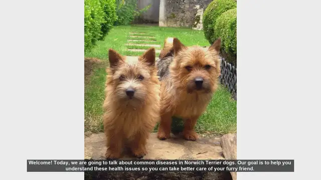 Video thumbnail for Common Health Issues in Norwich Terriers: A Guide for Pet Owners