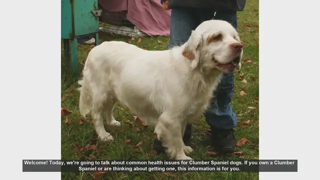 Video thumbnail for Common Health Issues in Clumber Spaniels: What You Need to Know