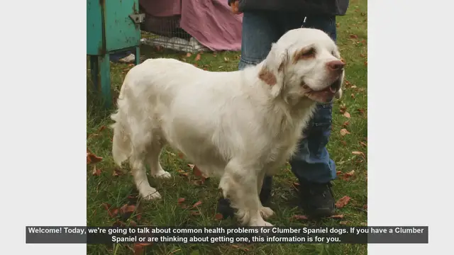 Video thumbnail for Common Health Problems in Clumber Spaniels: What You Need to Know