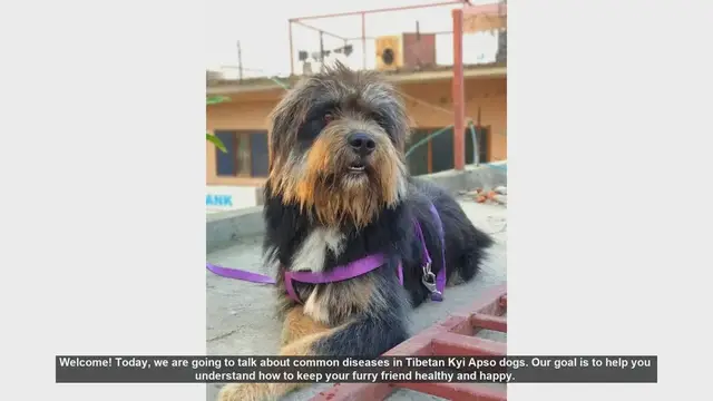 Video thumbnail for Common Health Issues in Tibetan Kyi Apso Dogs: Prevention and Care Tips