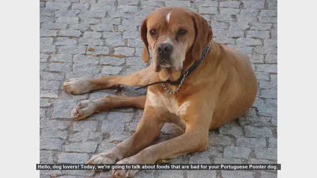 Video thumbnail for Dangerous Foods for Your Portuguese Pointer: Keep Your Dog Safe!