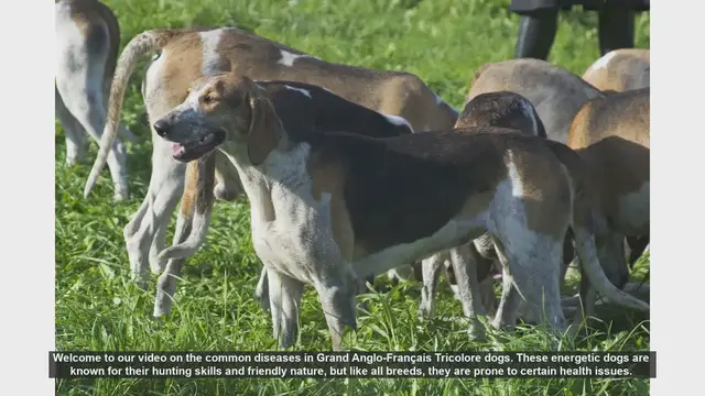 Video thumbnail for Common Health Issues in Grand Anglo-Français Tricolore Dogs