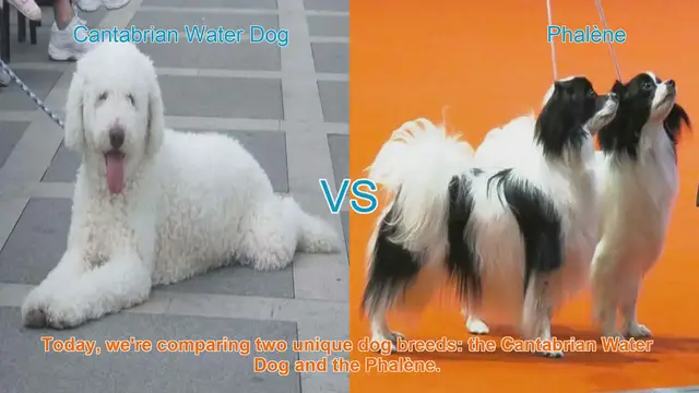 Video thumbnail for Dog Breed Showdown: Cantabrian Water Dog vs. Phalène