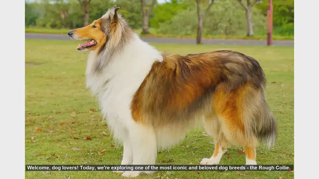 Video thumbnail for Top 10 Fascinating Facts About Rough Collies