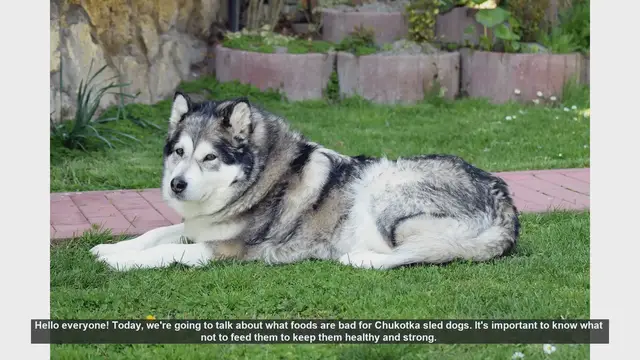 Video thumbnail for Foods to Avoid for Chukotka Sled Dogs: Keep Your Dog Healthy!