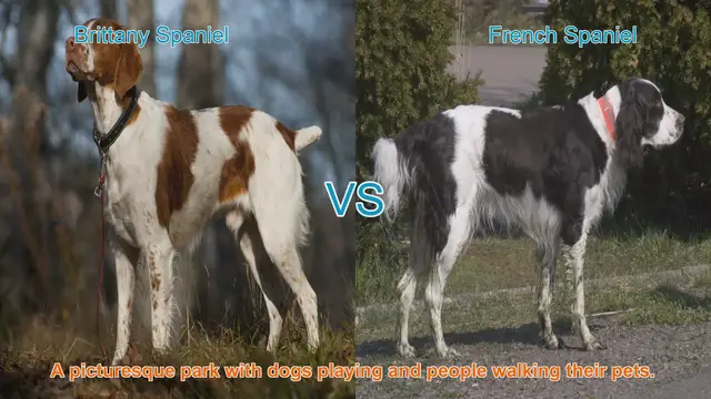 Video thumbnail for Brittany Spaniel vs. French Spaniel: A Comprehensive Comparison