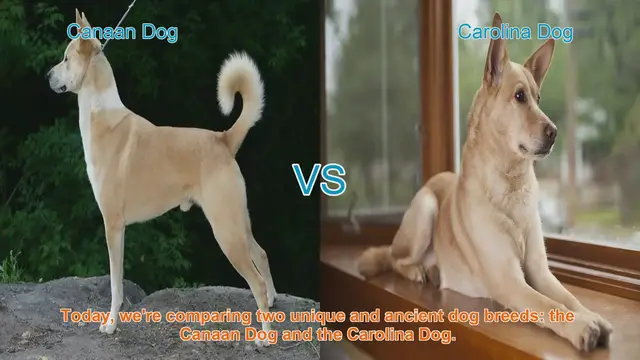 Video thumbnail for Canaan Dog vs. Carolina Dog: A Breed Comparison
