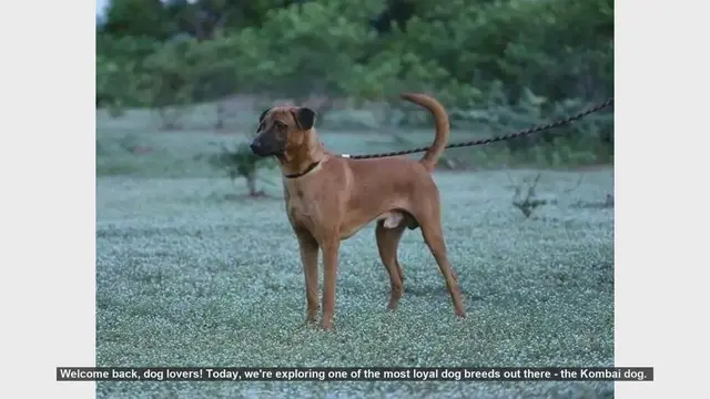 Video thumbnail for Top 10 Fascinating Facts About the Loyal Kombai Dog