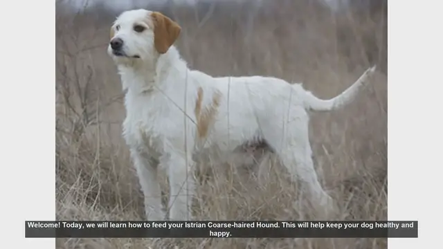 Video thumbnail for How to Properly Feed Your Istrian Coarse-haired Hound