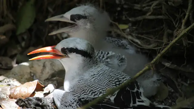 Video thumbnail for Ausflug zur Vogelschutzinsel Little Tobago