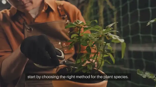 Video thumbnail for Indoor Edible Gardening Growing Vegetables Inside