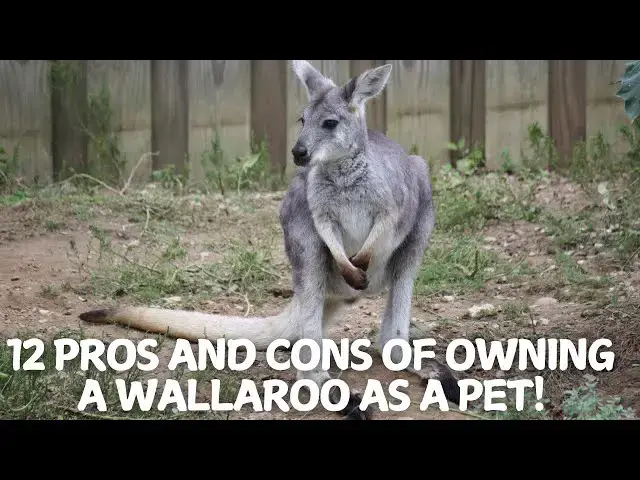 Video thumbnail for 12 Pros and Cons of Owning a Wallaroo as a Pet! 🦘