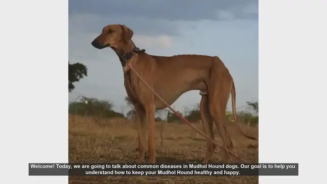 Video thumbnail for Common Diseases in Mudhol Hound Dogs: Prevention and Care Tips