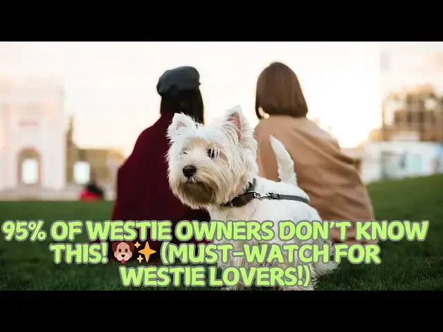 Video thumbnail for 95% of Westie Owners Don’t Know This! 🐶✨ (Must-Watch for Westie Lovers!)