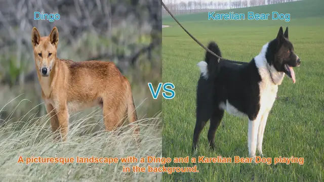 Video thumbnail for Exploring Dingo and Karelian Bear Dog: Origins, Characteristics, and Traits