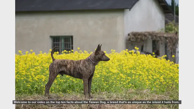 Video thumbnail for Top 10 Fascinating Facts About the Taiwan Dog