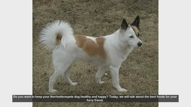 Video thumbnail for Top Foods to Keep Your Norrbottenspets Dog Healthy and Happy