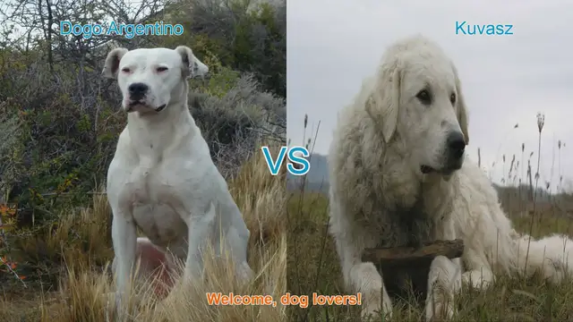 Video thumbnail for Dogo Argentino vs. Kuvasz: A Comparison of Two Remarkable Dog Breeds