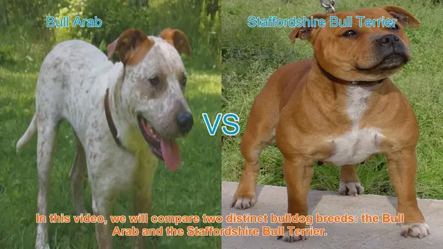 Video thumbnail for Bull Arab vs. Staffordshire Bull Terrier: Breed Comparison