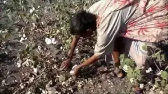Video thumbnail for Agriculture in India/Cotton harvesting in India/Cotton cultivation