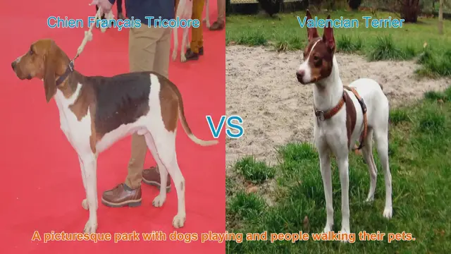 Video thumbnail for Comparing Chien Français Tricolore and Valencian Terrier: A Comprehensive Guide