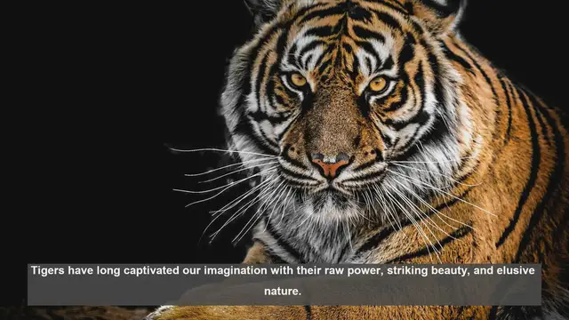 Video thumbnail for Top 10 Tiger Photos: Beauty and Conservation in Focus