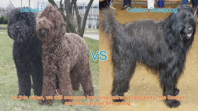 Video thumbnail for Barbet vs. Catalan Sheepdog: A Comparison of Long-Haired Dog Breeds