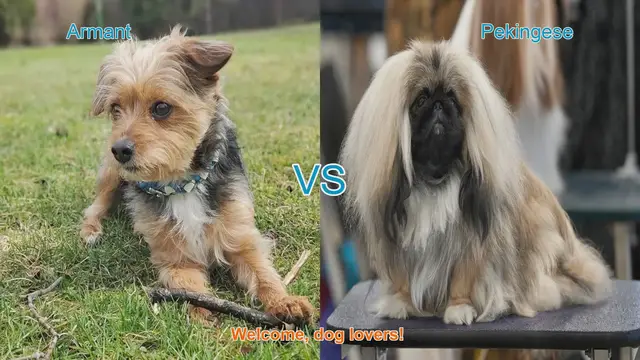 Video thumbnail for Armant vs. Pekingese: A Comparison of Two Unique Dog Breeds