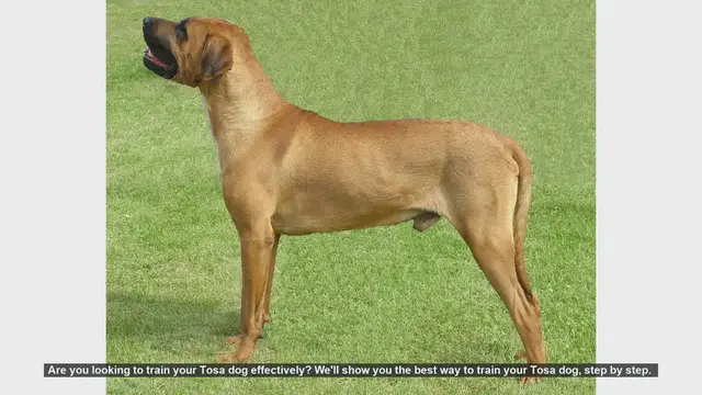 Video thumbnail for Effective Tosa Dog Training: Step-by-Step Guide