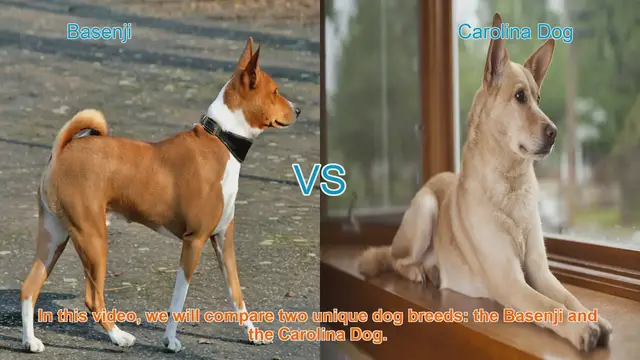 Video thumbnail for Basenji vs. Carolina Dog: A Comparative Guide