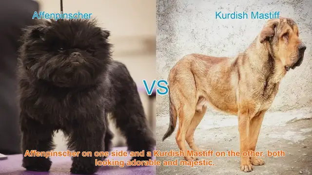 Video thumbnail for Affenpinscher vs. Kurdish Mastiff: A Comparison of Two Distinct Breeds