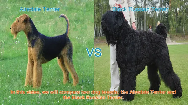 Video thumbnail for Airedale Terrier vs. Black Russian Terrier: A Breed Comparison