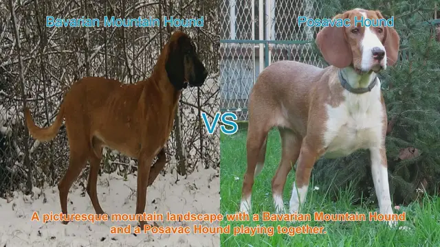 Video thumbnail for Exploring Bavarian Mountain Hound and Posavac Hound: Traits and Characteristics