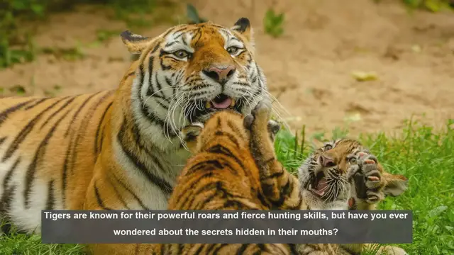 Video thumbnail for 10 Surprising Facts About Tiger Tongues