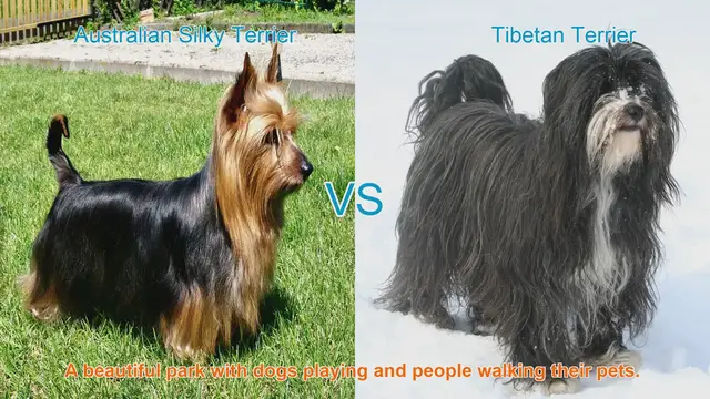 Video thumbnail for Long-Haired Dog Breeds: Australian Silky Terrier vs. Tibetan Terrier
