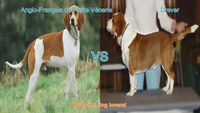 Video thumbnail for Dog Breed Comparison: Anglo-Français de Petite Vénerie vs. Drever