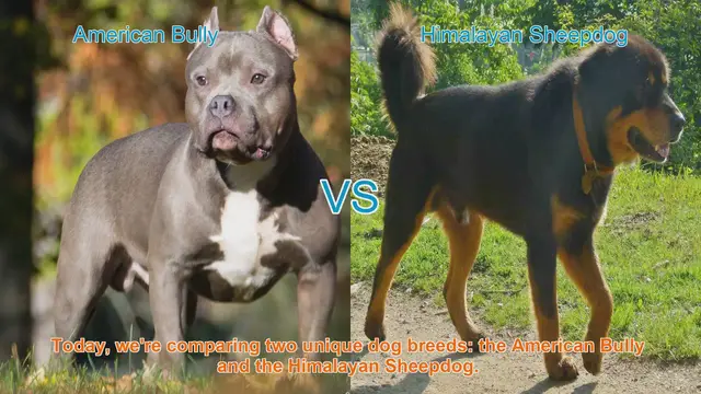 Video thumbnail for American Bully vs. Himalayan Sheepdog: A Breed Comparison