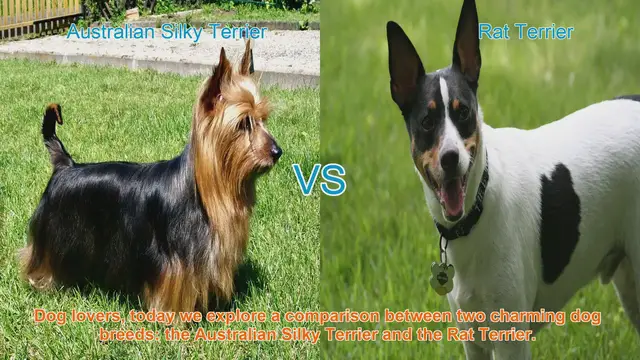 Video thumbnail for Australian Silky Terrier vs. Rat Terrier: A Comparison of Charming Dog Breeds