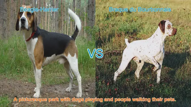 Video thumbnail for Comparing Beagle-Harrier and Braque du Bourbonnais: A Comprehensive Guide