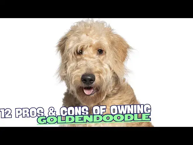 Video thumbnail for 12 Pros & Cons of Owning a Goldendoodle🐕