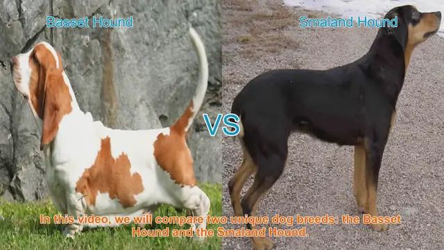 Video thumbnail for Basset Hound vs. Smaland Hound: A Comprehensive Comparison
