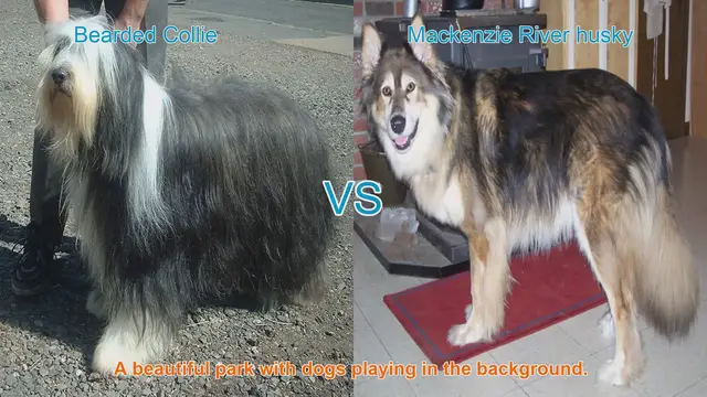 Video thumbnail for Bearded Collie vs. Mackenzie River Husky: A Comprehensive Comparison
