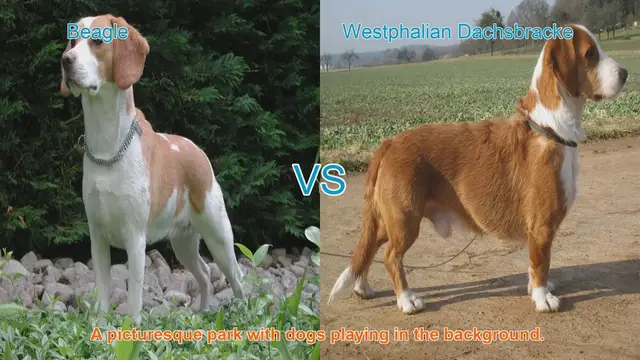 Video thumbnail for Beagle vs. Westphalian Dachsbracke: A Comparison of Beloved Dog Breeds