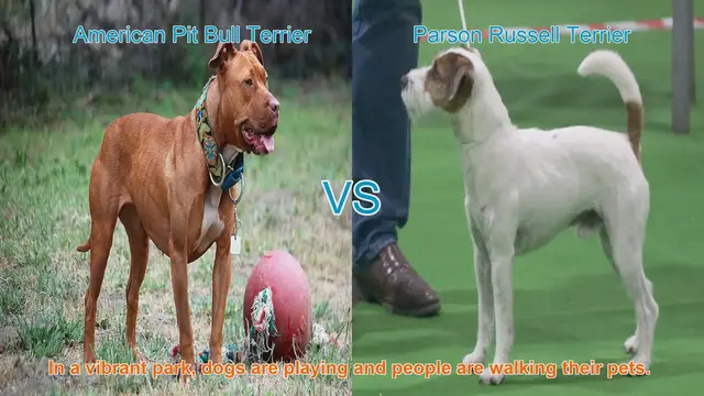 Video thumbnail for American Pit Bull Terrier vs. Parson Russell Terrier: A Comparison