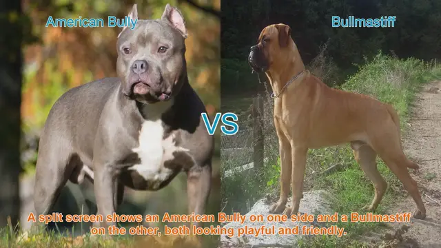 Video thumbnail for American Bully vs. Bullmastiff: Breed Comparison Guide