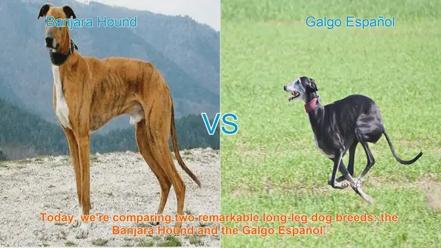 Video thumbnail for Banjara Hound vs. Galgo Español: A Comparison of Two Remarkable Long-Leg Dog Breeds