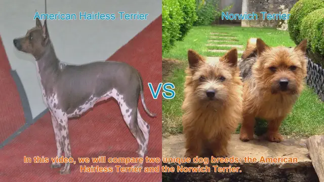 Video thumbnail for Comparing American Hairless Terrier and Norwich Terrier: A Comprehensive Guide