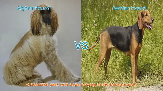 Video thumbnail for Afghan Hound vs. Serbian Hound: A Comprehensive Comparison